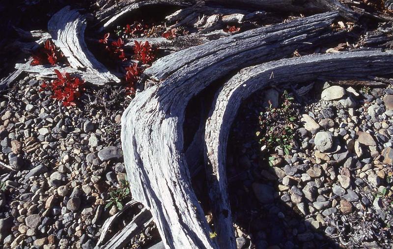 C Rockies 030 Sep-1981 Robson Camp.jpg